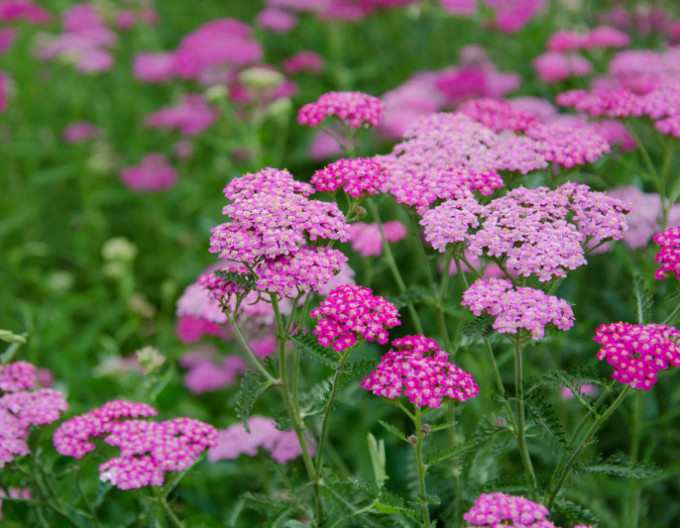 Achillea „Cerise Queen” 9x9