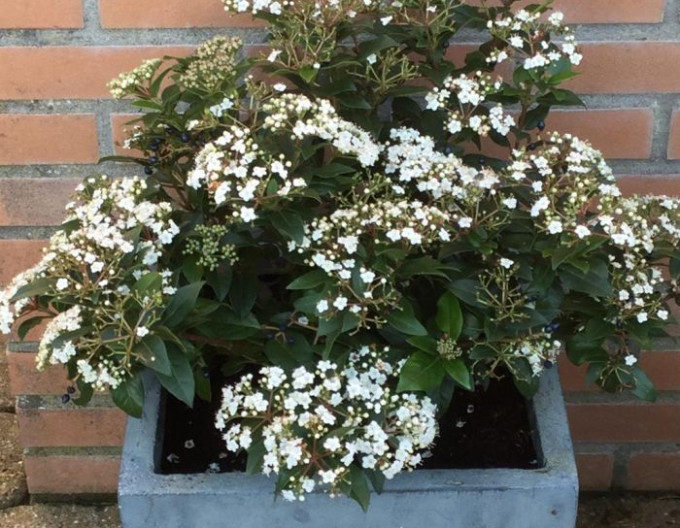 Viburnum tinus