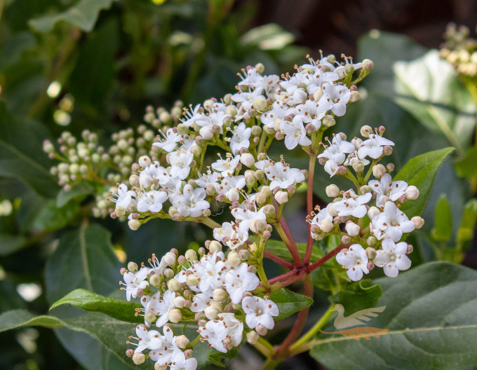 Viburnum tinus