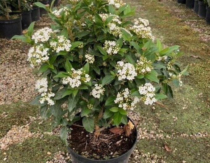 Viburnum tinus