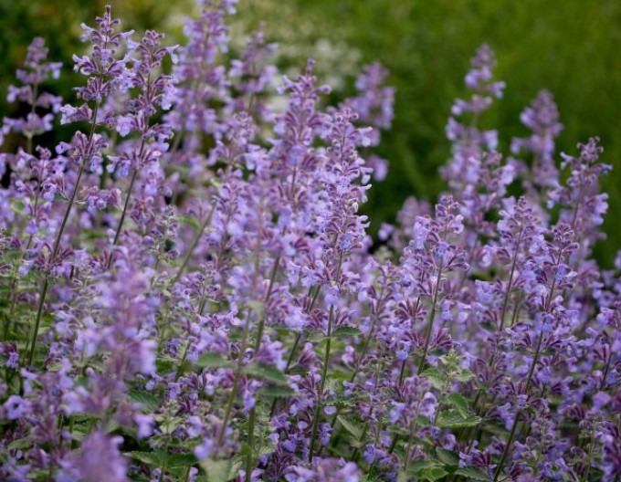 Nepeta „Six Hills Giant” 9x9