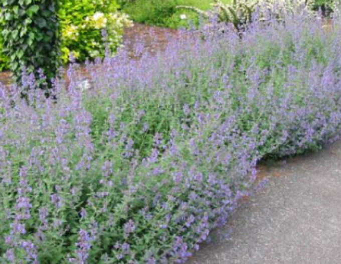 Nepeta „Six Hills Giant” 9x9
