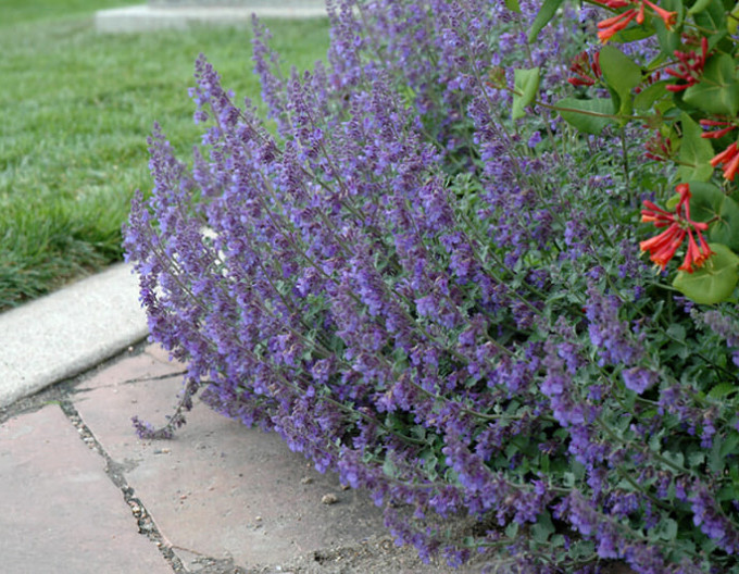 Nepeta „Six Hills Giant” 9x9