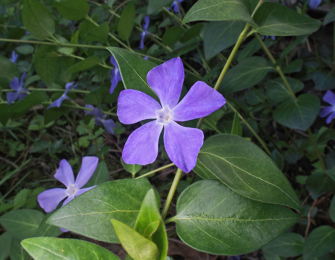 Vinca major
