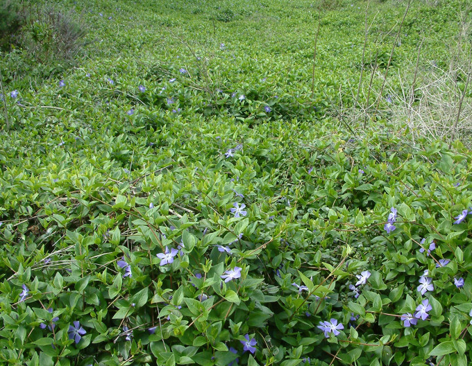 Vinca major