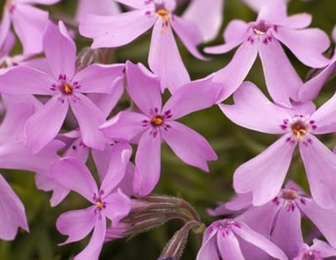 Phlox „Moerheimi” 9x9