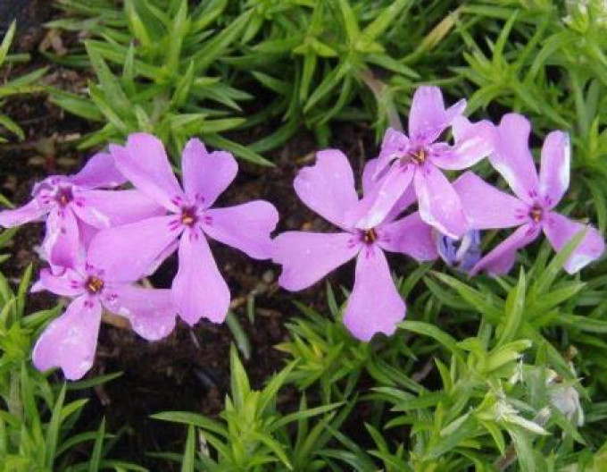 Phlox „Moerheimi” 9x9
