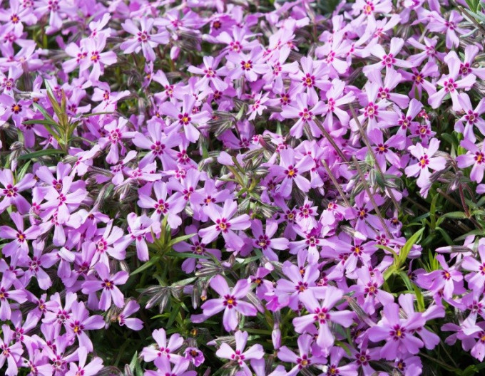 Phlox „Moerheimi” 9x9