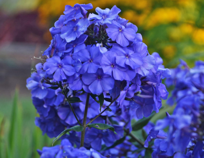 Phlox Blue Paradise