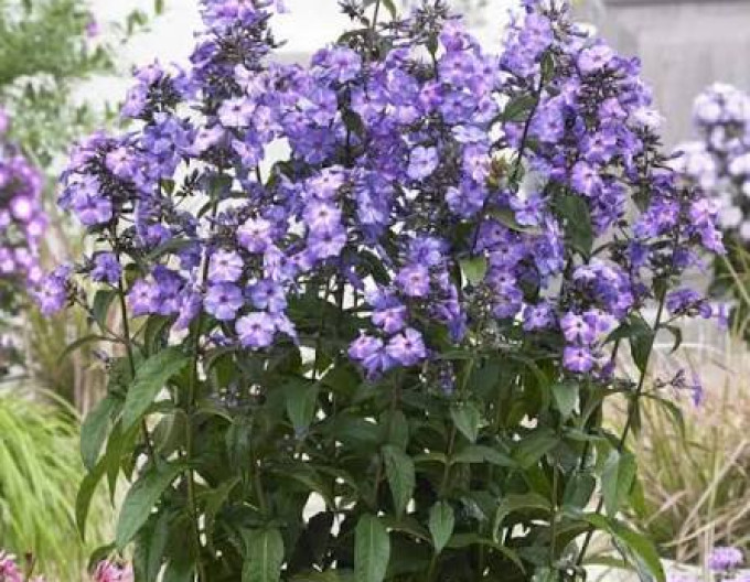 Phlox Blue Paradise