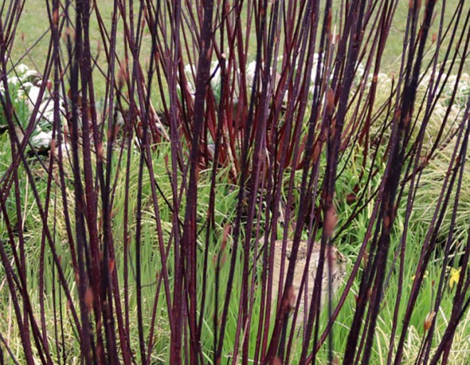 Cornus alba „Kesselringii” 9x9