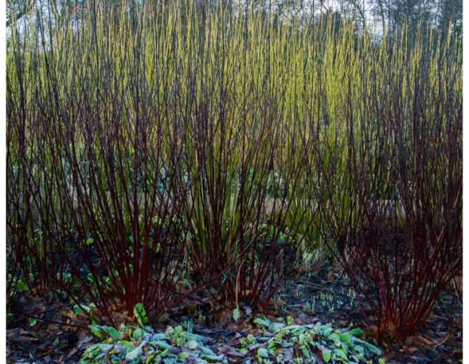 Cornus alba „Kesselringii” 9x9