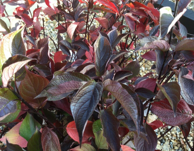 Cornus alba „Kesselringii” 9x9