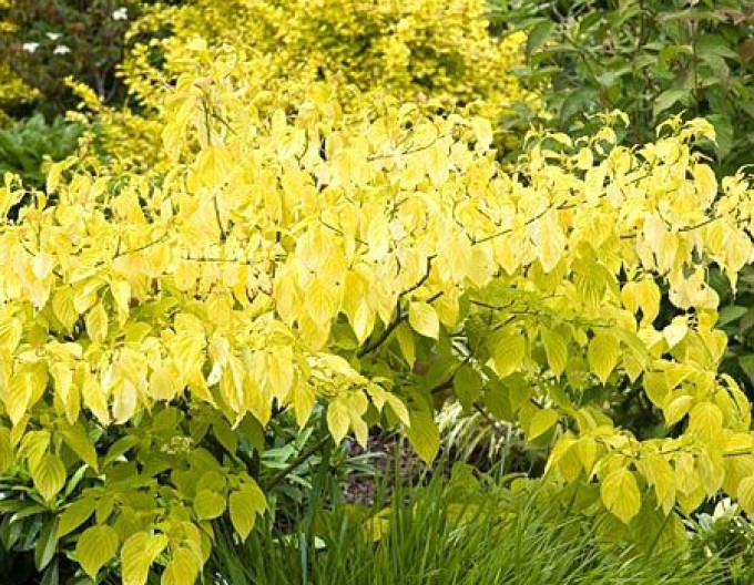 Cornus alba „Aurea” 9x9
