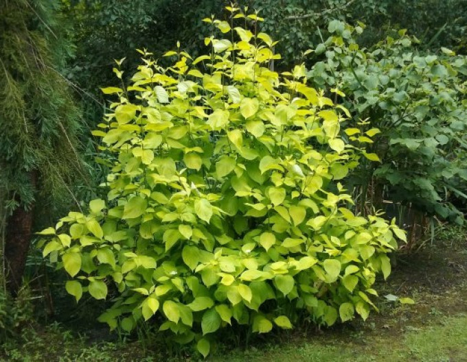 Cornus alba „Aurea” 9x9