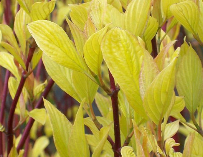 Cornus alba „Aurea” 9x9