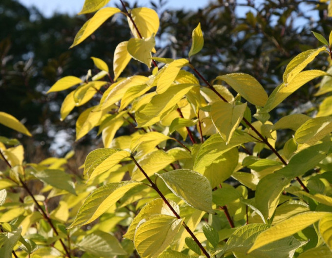Cornus alba „Aurea” 9x9