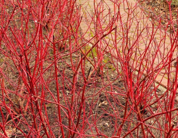 Cornus alba „Miracle” 9x9