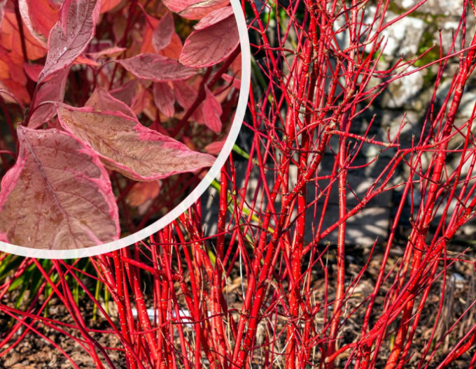 Cornus alba „Miracle” 9x9