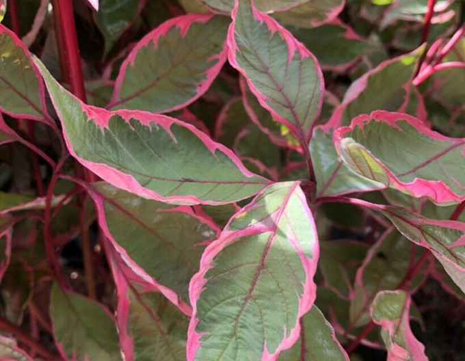 Cornus alba „Miracle” 9x9