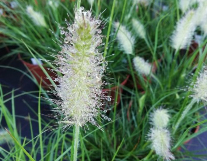 Pennisetum „Little Bunny” 9x9