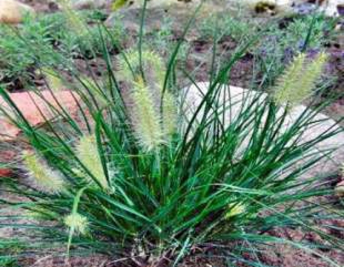 Pennisetum „Little Bunny” 9x9