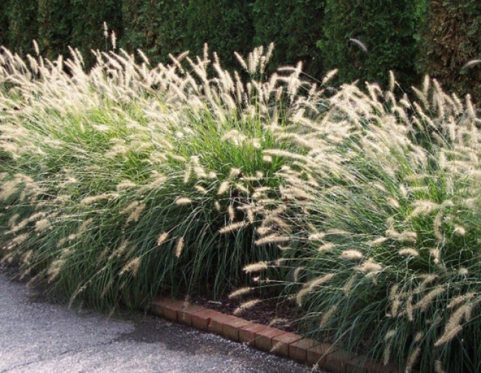 Pennisetum „Little Bunny” 9x9