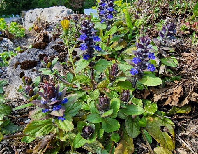 Ajuga reptans