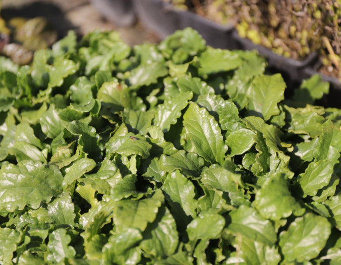 Ajuga reptans