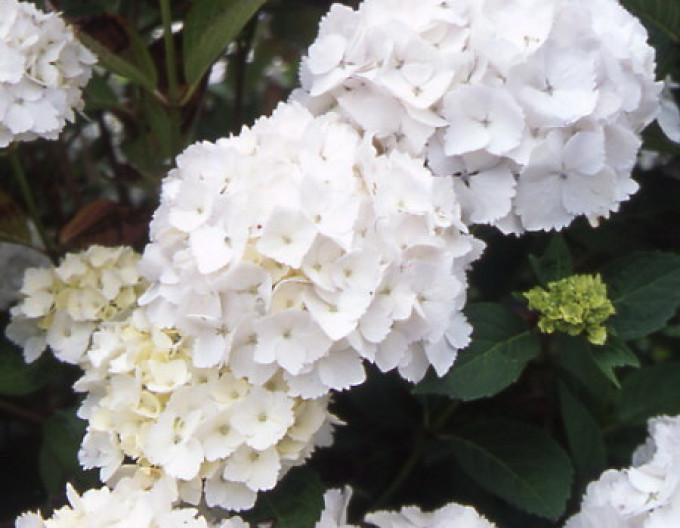 Hortensia cu frunze mari „Madame Emile Mouillère”