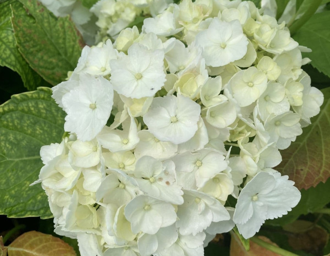 Hortensia cu frunze mari „Madame Emile Mouillère”