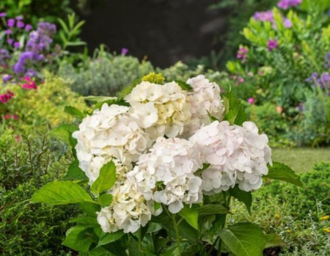 Hortensia cu frunze mari „Madame Emile Mouillère”