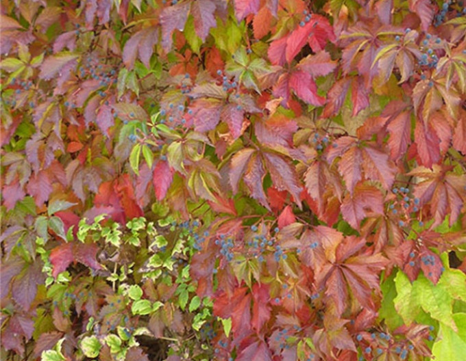 Parthenocissus quinquefolia