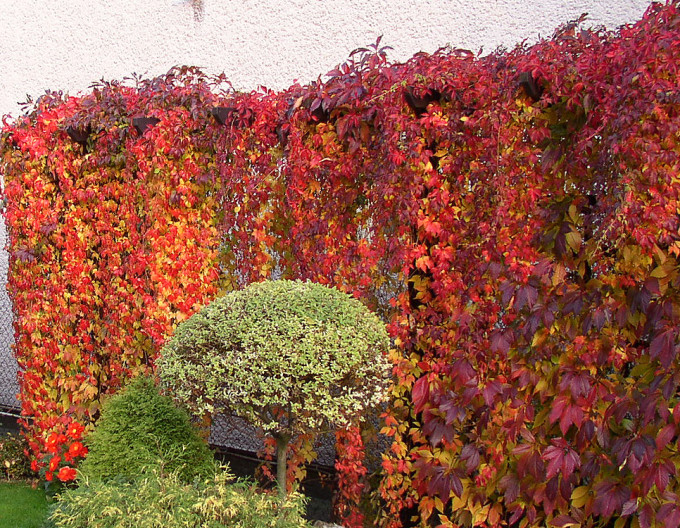 Parthenocissus quinquefolia