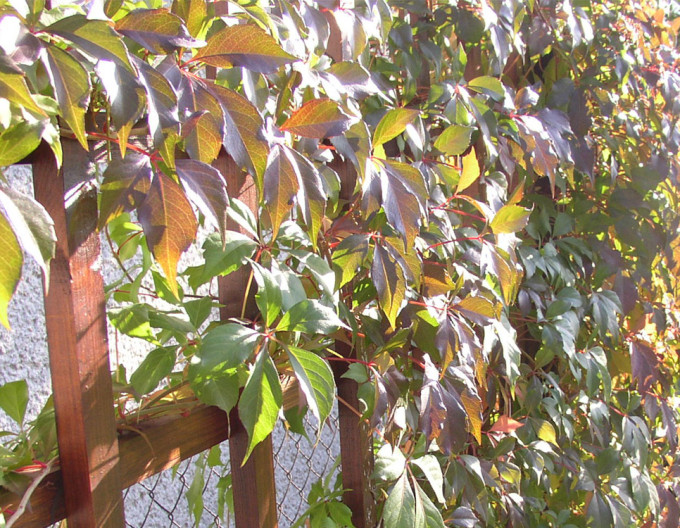 Parthenocissus quinquefolia