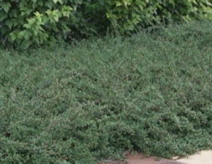 Cotoneaster „Eichholz” 5l
