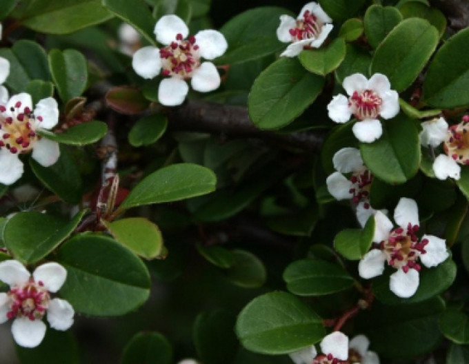 Cotoneaster „Eichholz” 5l