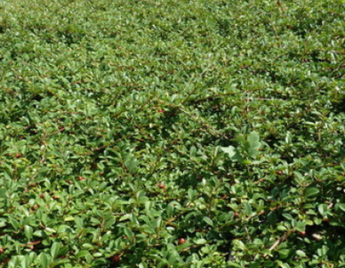 Cotoneaster „Eichholz” 5l