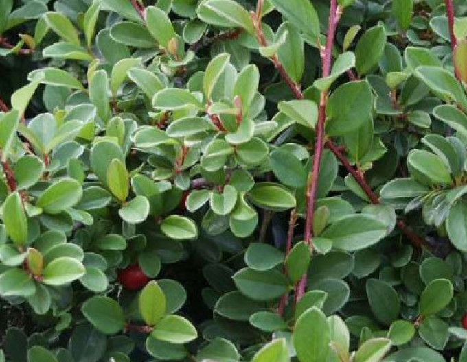 Cotoneaster „Eichholz” 5l