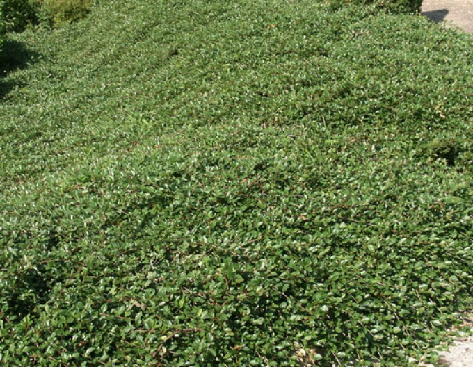 Cotoneaster  ’Major’ 5l