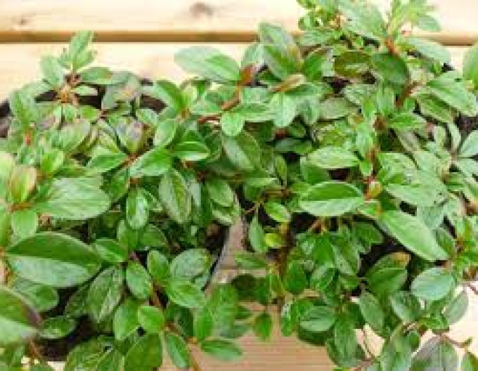 Cotoneaster  ’Major’ 5l