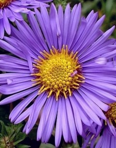 Astra novi-belgii ´Magic Purple´