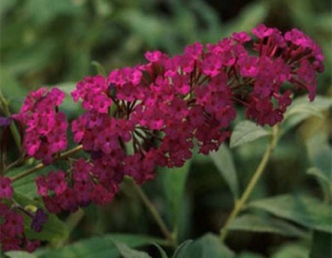 Buddleja davidii „Red Royal” 5l