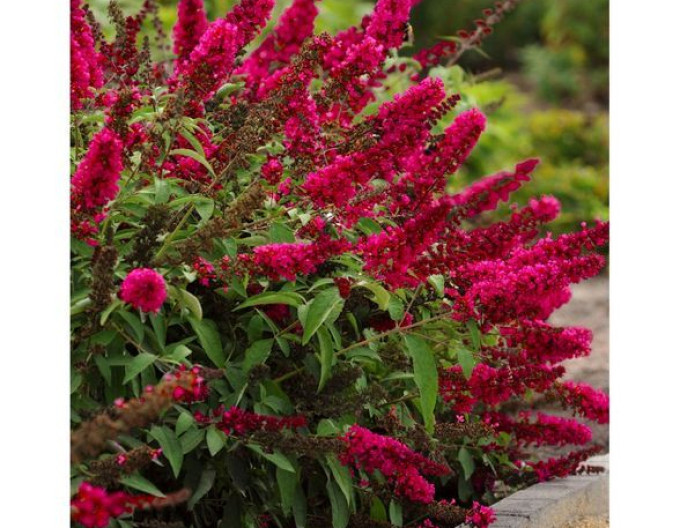 Buddleja davidii „Red Royal” 5l