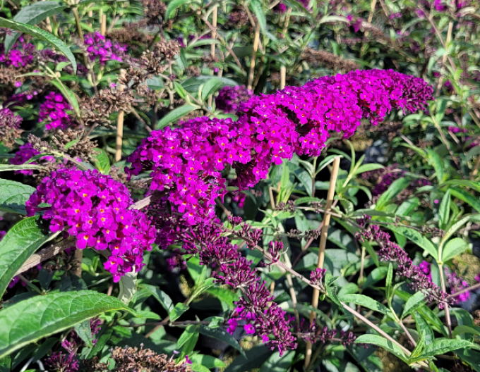 Buddleja davidii „Red Royal” 5l