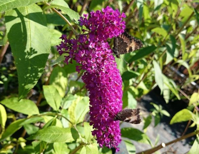 Buddleja davidii „Red Royal” 5l