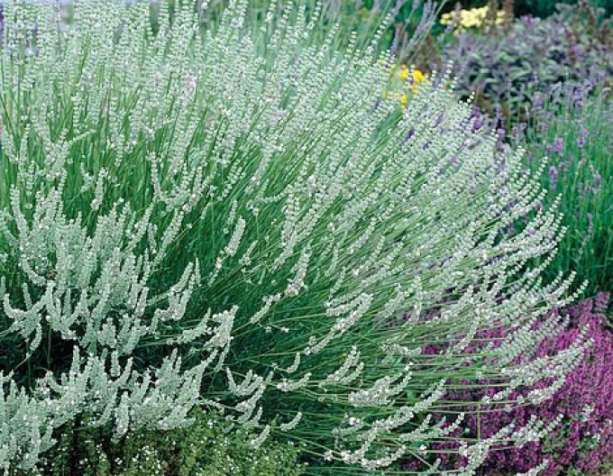 Lavanda Edelweiss