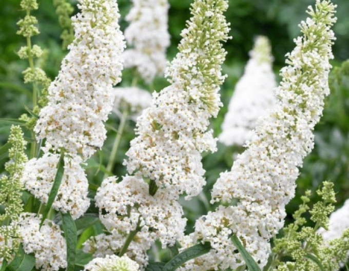 Budleja davidii „White Profusion” 5l