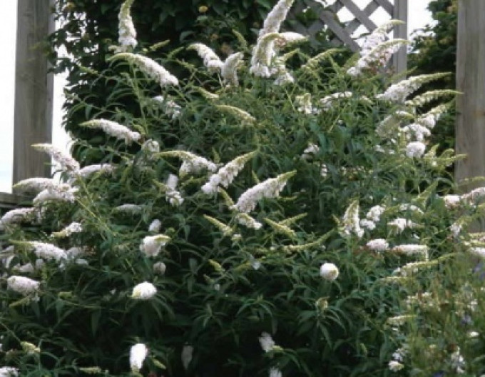 Budleja davidii „White Profusion” 5l