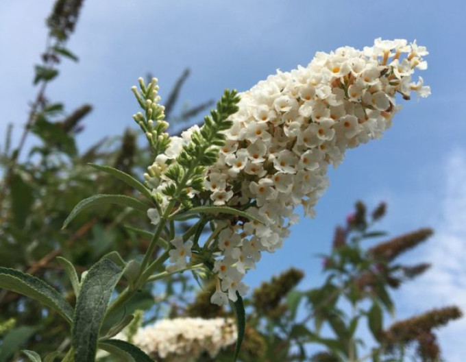 Budleja davidii „White Profusion” 5l